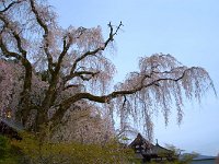 DSC 0269 R