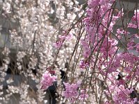 DSC 0284 R