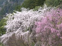 DSC 0344 R