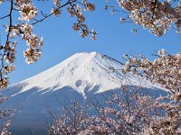 桜の額縁で