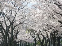 小田原フラワーガーデン；満開の桜がお出迎え