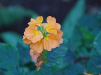 IMG 4623