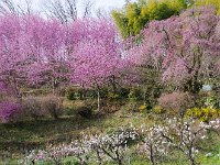 IMG 4675