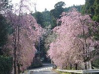 最乗寺山門付近の枝垂桜