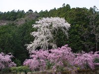 案内係が「上は終り、今は下が見頃」と