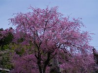 IMG 4752