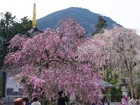 IMG 4787