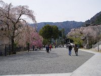 確かに、盛は過ぎてますね。コロナ禍でもかなりの人出でした。