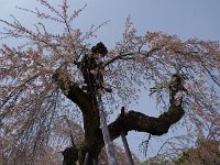 枯木・・・されで咲くなり！