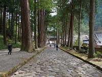 巨木の参道