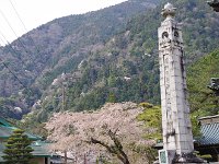 山腹のあちこちに山桜が・・・