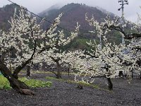 白い花は「すもも」とか！　すももの産地だそうです