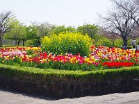 花々が満開