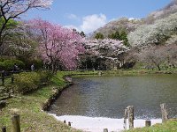 花筏のすごいこと
