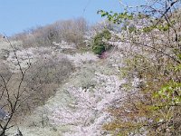 白い大島桜が山裾を埋めている