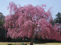 満開の枝垂れ桜・・・見事・見事！