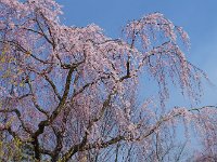 IMG 5438