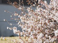 富士桜とか