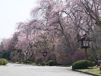 優雅な長めじゃ