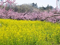 菜の花とのコラボが素晴らしい