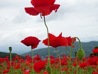 DSC07758  こちらはマクロで