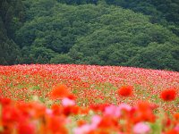 DSC 0016  見事、見事！！