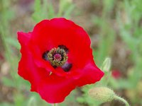 IMG 8302  こんなにも、個性的とは・・・続きます