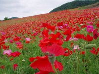 IMG 8411  曇り空の下で