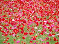 IMG 8449  日が来ました！　鮮やか！！