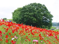 IMG 8505  これぞ、コマーシャル写真