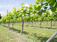IMG 8533  葡萄畑！　かわいい実がたくさん