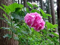 DSC08007