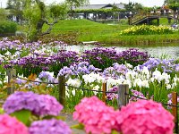 紫陽花も良かった