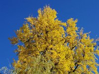 IMG 1049  見事に紅葉