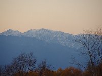 IMG 1354  蓮華か？