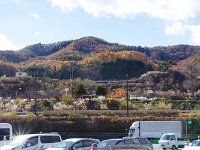 IMG 1402  全山紅葉！
