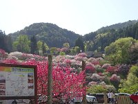 これより花桃
