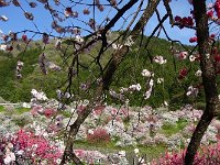 DSC07416