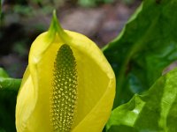 珍種；黄色の水芭蕉・・・今年も見られた
