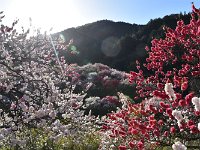 DSC 0415