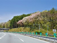 桜が満開！