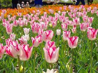IMG 7191