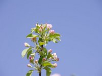 可憐な花弁