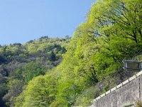 新緑がキレイ！