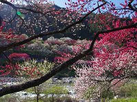 将に桃源郷