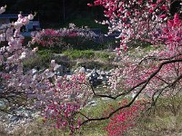 IMG 7418