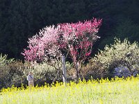 IMG 7472