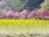 菜の花が鮮やか！！