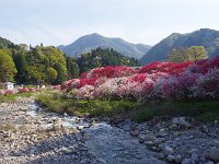 本当に「花桃の里と」
