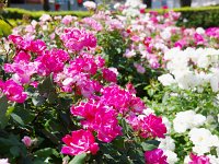 IMG 8084  ここからは花をお楽しみ下さい